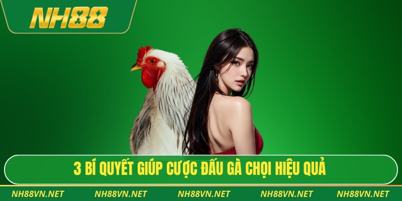 3 bí quyết giúp cược đấu gà chọi hiệu quả
