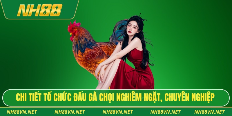 Chi tiết tổ chức đấu gà chọi nghiêm ngặt, chuyên nghiệp