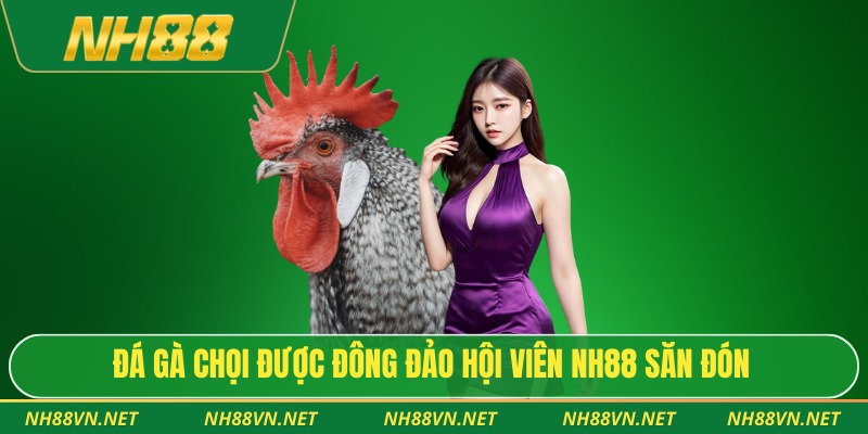 Đá gà chọi được đông đảo hội viên NH88 săn đón