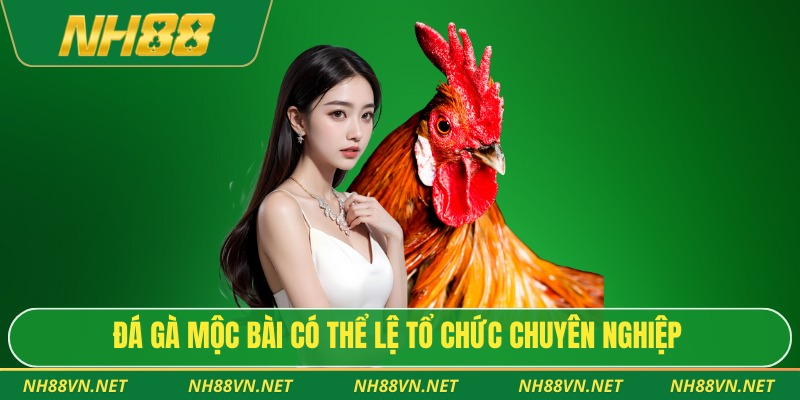 Đá gà Mộc Bài có thể lệ tổ chức chuyên nghiệp